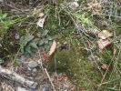 Pogonatum aloides