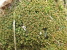 Pogonatum aloides