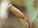 Pogonatum aloides