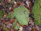 Plagiothecium undulatum