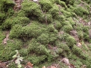 Plagiochila porelloides