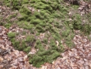 Plagiochila porelloides