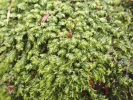 Plagiochila porelloides