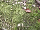 Plagiochila porelloides