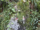 Metzgeria conjugata