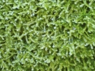 Metzgeria conjugata