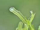 Metzgeria conjugata