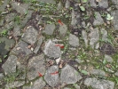 Lunularia cruciata