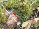 Lophoziopsis longidens