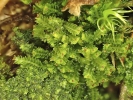 Lophoziopsis longidens