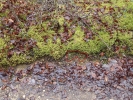Lophocolea minor