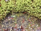 Lophocolea minor