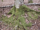 Isothecium alopecuroides
