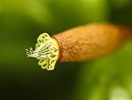 Isothecium alopecuroides