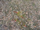 Hypnum cupressiforme var. lacunosum