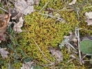 Hypnum cupressiforme var. lacunosum
