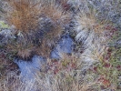 Gymnocolea inflata subsp. inflata