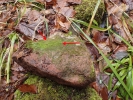 Brachydontium trichodes