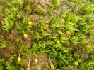 Brachydontium trichodes