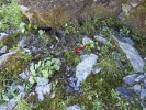 Bartramia ithyphylla