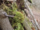 Bartramia pomiformis