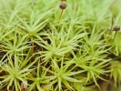 Bartramia pomiformis