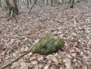 Campylostelium saxicola