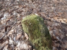 Campylostelium saxicola