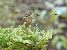 Ctenidium molluscum