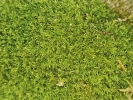 Eucladium verticillatum