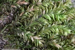 Plagiothecium succulentum
