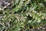 Plagiothecium succulentum