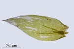Plagiothecium succulentum