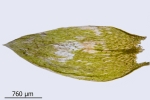 Plagiothecium succulentum