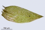 Plagiothecium succulentum