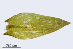 Plagiothecium succulentum