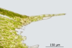 Plagiothecium succulentum