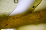 Plagiothecium succulentum
