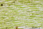 Plagiothecium succulentum