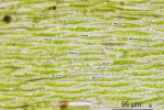 Plagiothecium succulentum
