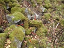 Ptilium crista-castrensis