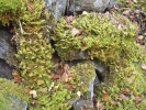 Ptilium crista-castrensis