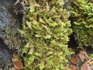 Ptilium crista-castrensis