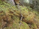 Ptilium crista-castrensis