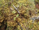 Ptilium crista-castrensis