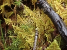 Ptilium crista-castrensis