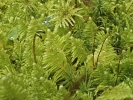 Ptilium crista-castrensis