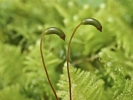 Ptilium crista-castrensis