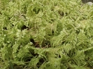 Ptilium crista-castrensis