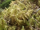 Ptilium crista-castrensis